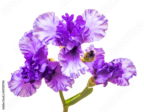 Fototapeta Naklejka Na Ścianę i Meble -  Blooming iris flower