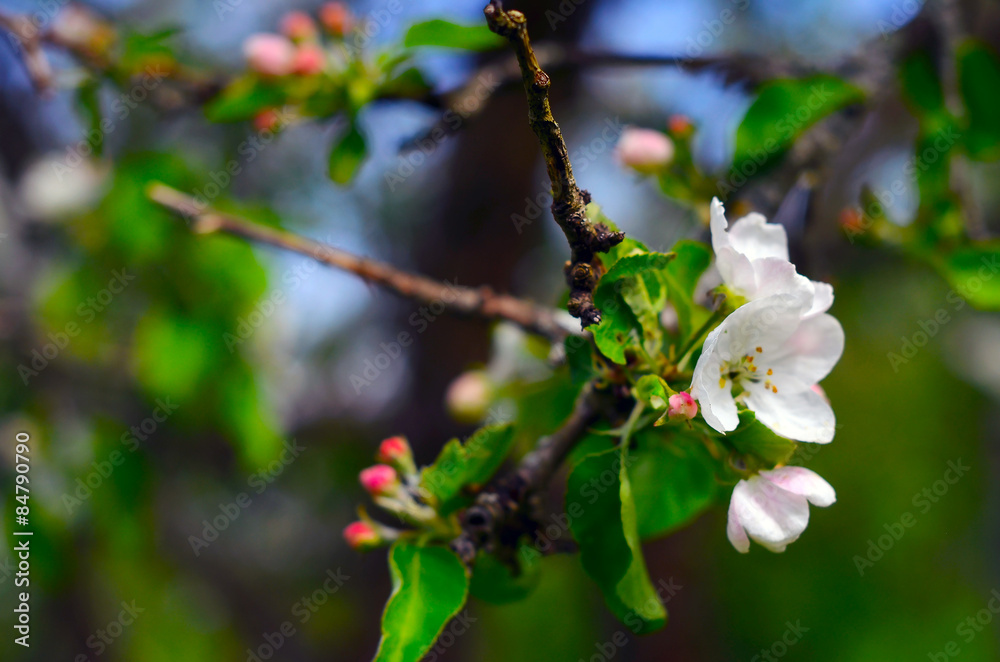 Obraz premium apple tree blossoms