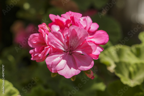 Fototapeta Naklejka Na Ścianę i Meble -  Cranesbill blossom