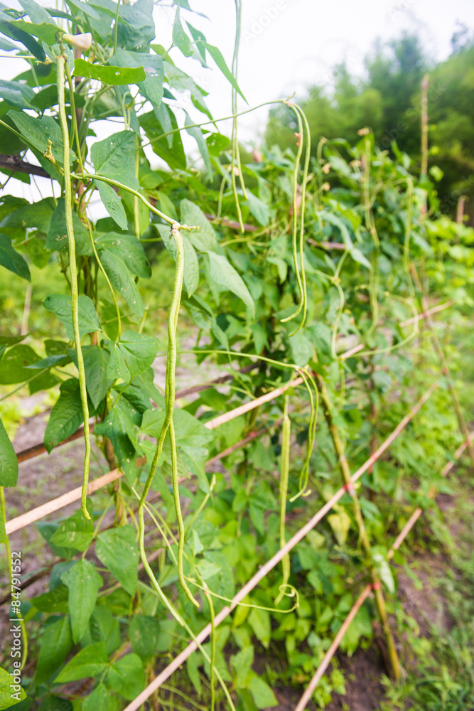 fresh yard long bean in garden fresh yard long bean in garden
