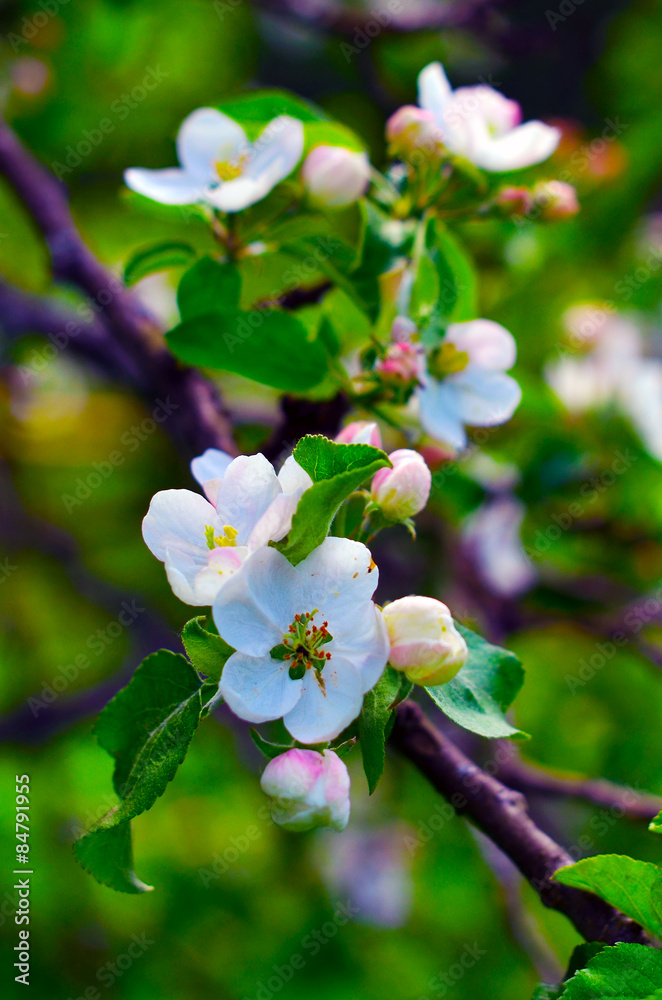 Fototapeta premium apple tree blossoms