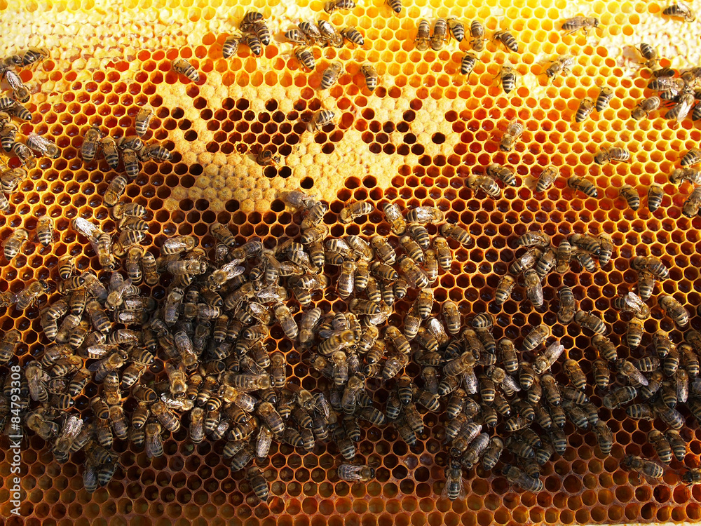 Bienenwabe Bienenwabe