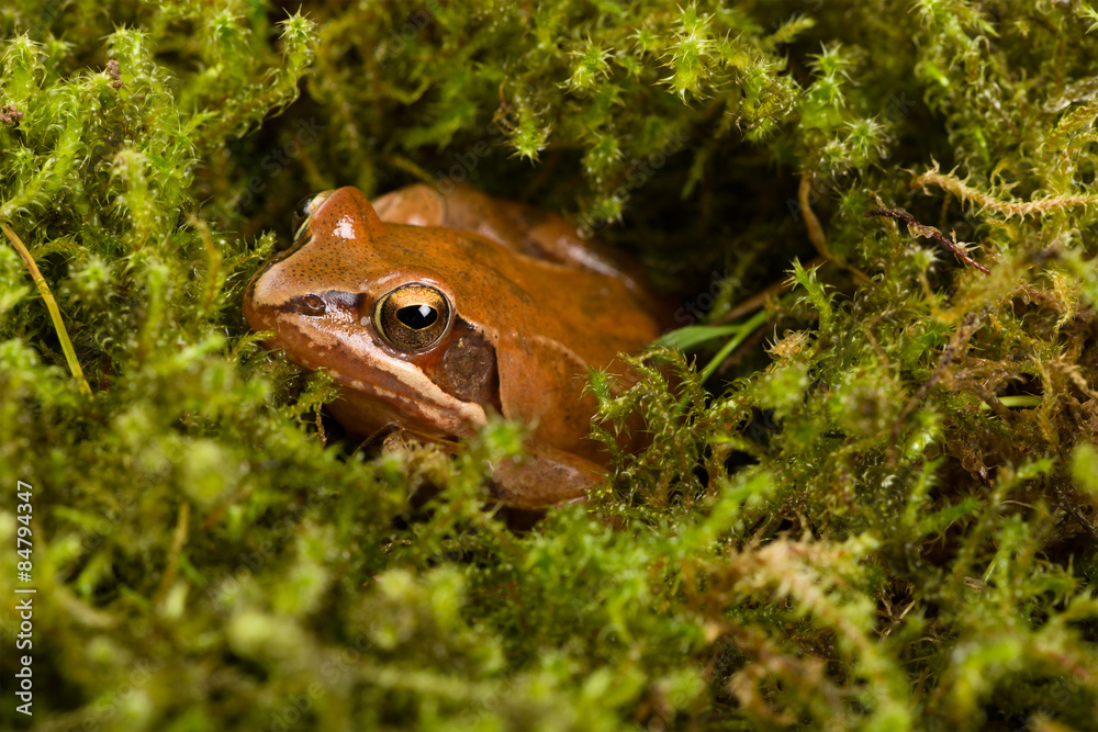 Naklejka premium Frog sitting in ambush on green moss. It´s a spring frog (Rana dalmatina).