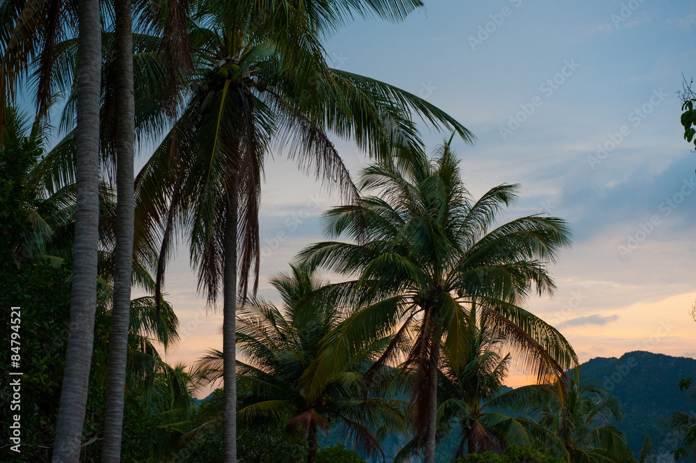 Obraz premium Palms on a sunset