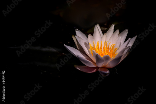 white water lily flower floating on a pond
