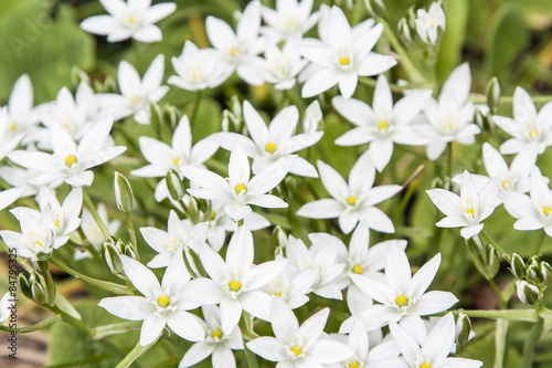 White flowers in the shape of star