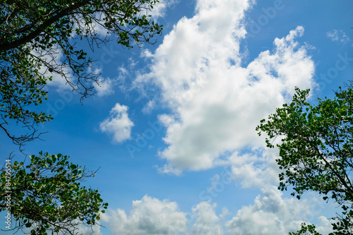 Heart shape cloud with tree frame