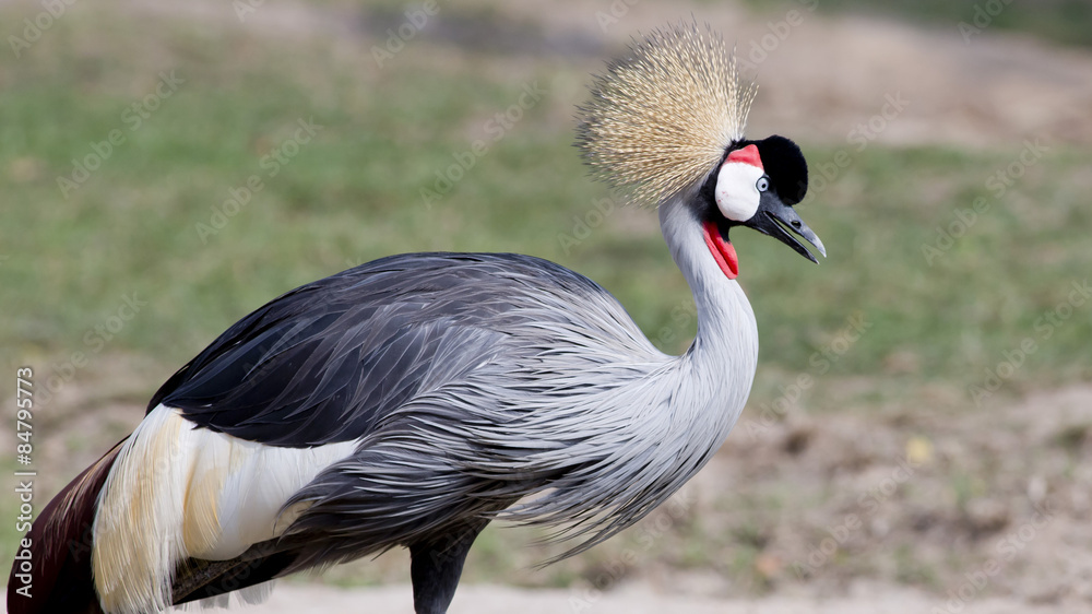 Fototapeta premium Grey Crowned Crane