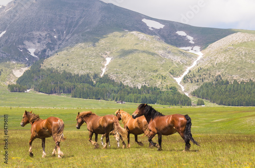 Gruppo di cavalli selvatici al galoppo