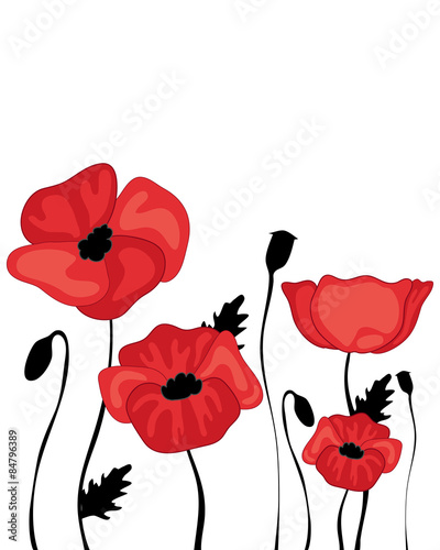 Fototapeta Naklejka Na Ścianę i Meble -  poppy design