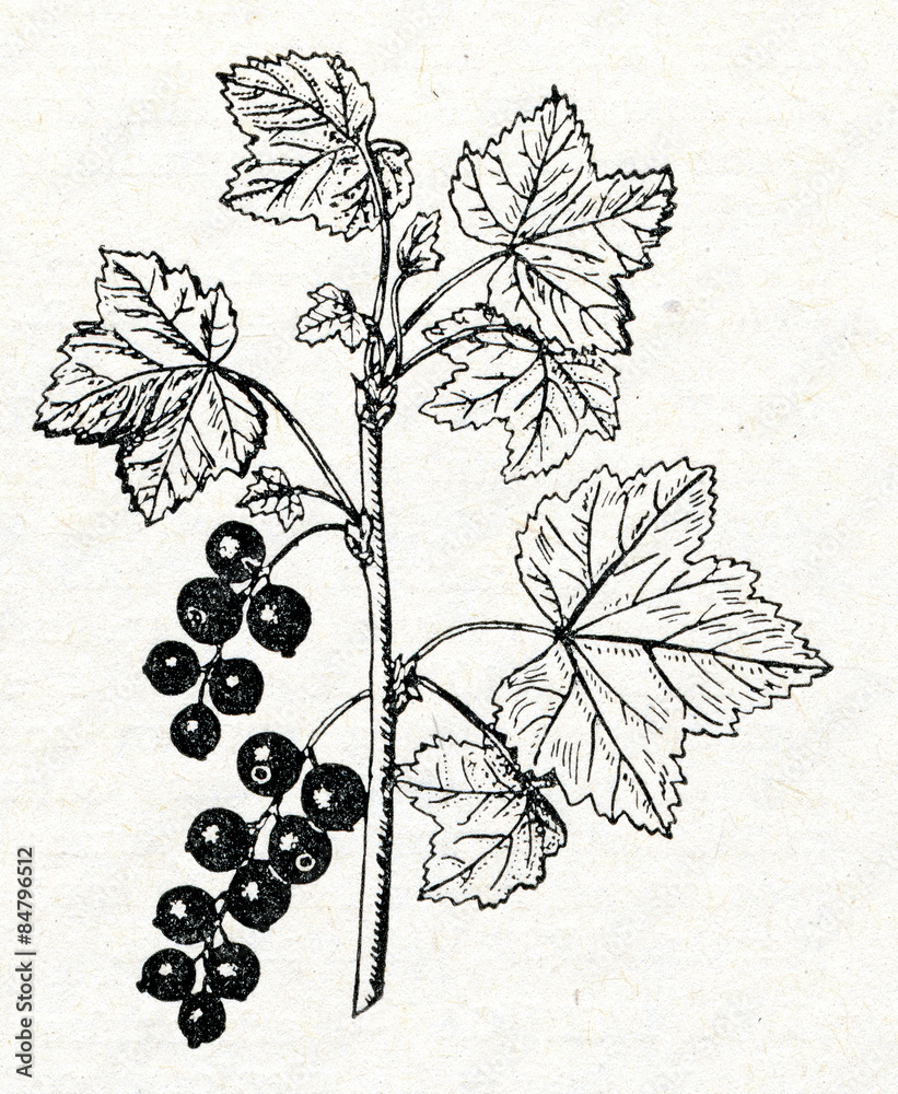 Naklejka premium Redcurrant (Ribes rubrum)