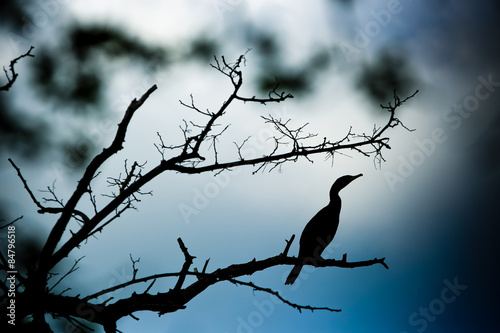 cormoran branche arbre contre jour