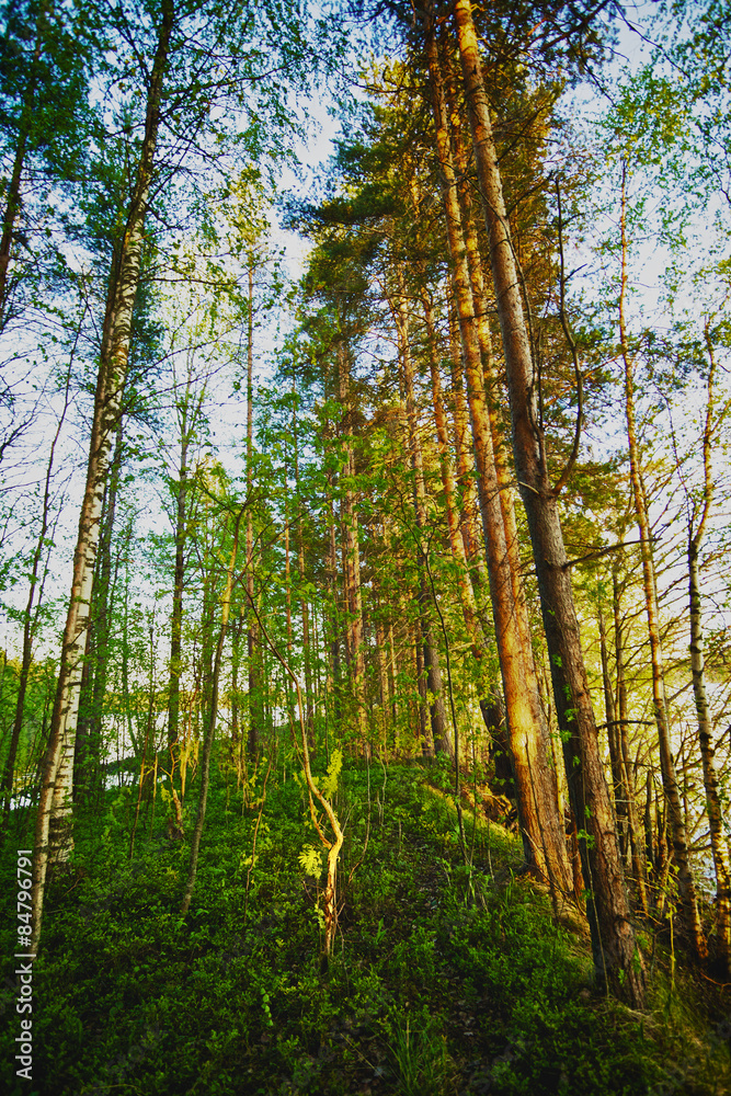 Obraz premium Pine Forest