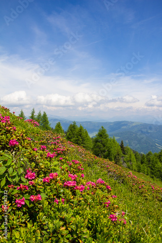 Alpine Rose On Mt. Gerlitzen