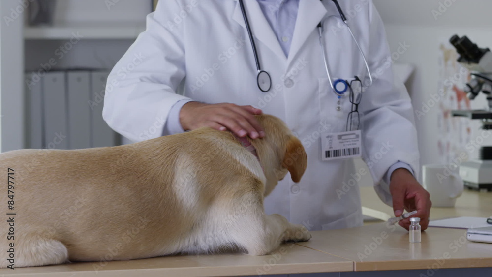 Veterinarian giving dog a shot Veterinarian giving dog a shot