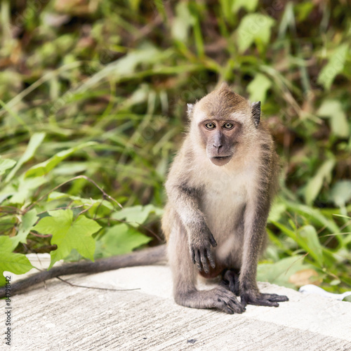 Macaque Monkey