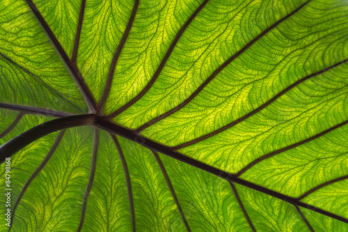 Close-up groen blad met nerven photo