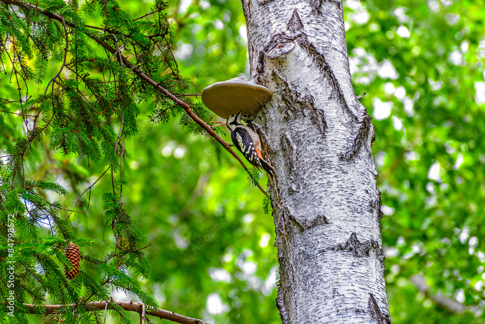 Obraz premium Woodpecker