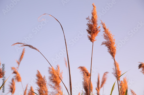 reeds on the lake