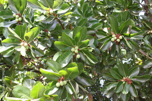 Macadamia is a nuts category very nutritious and high prices.