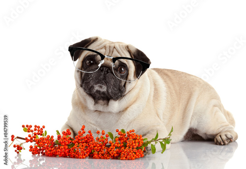pug dog isolated on a white background . Dog with glasses © EwaStudio