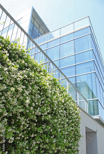 Mur végétal de jasmin étoilé en milieu urbain Photos | Adobe Stock