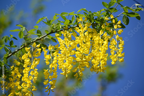 Branch of the blossoming  rain of anagirovidny - "Golden shower"