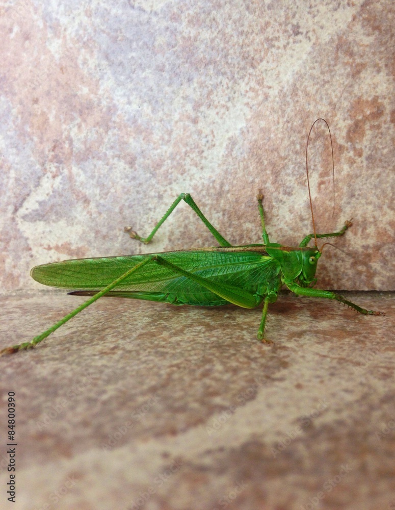 Grasshopper Grasshopper