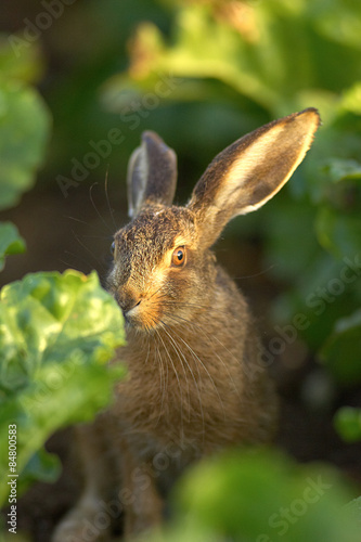 Junger Hase,Hasenbaby © alexanderoberst