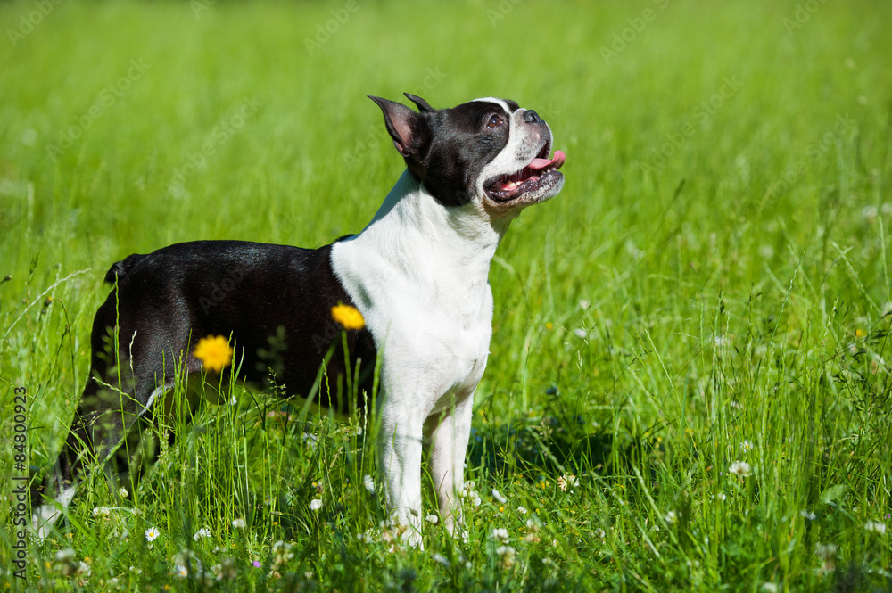 Boston Terrier