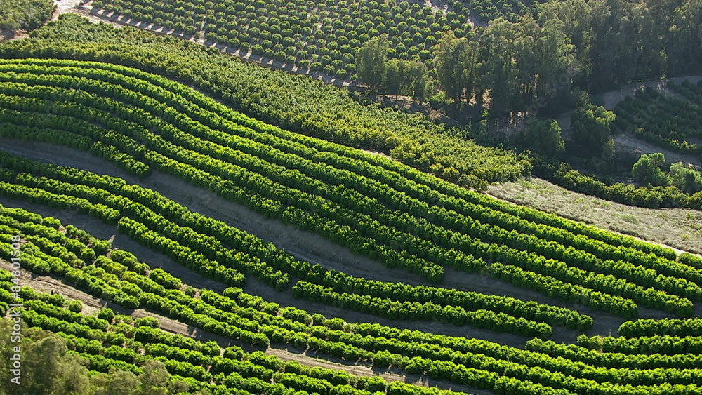 Aerial shot of agriculture & orchards Aerial shot of agriculture & orchards