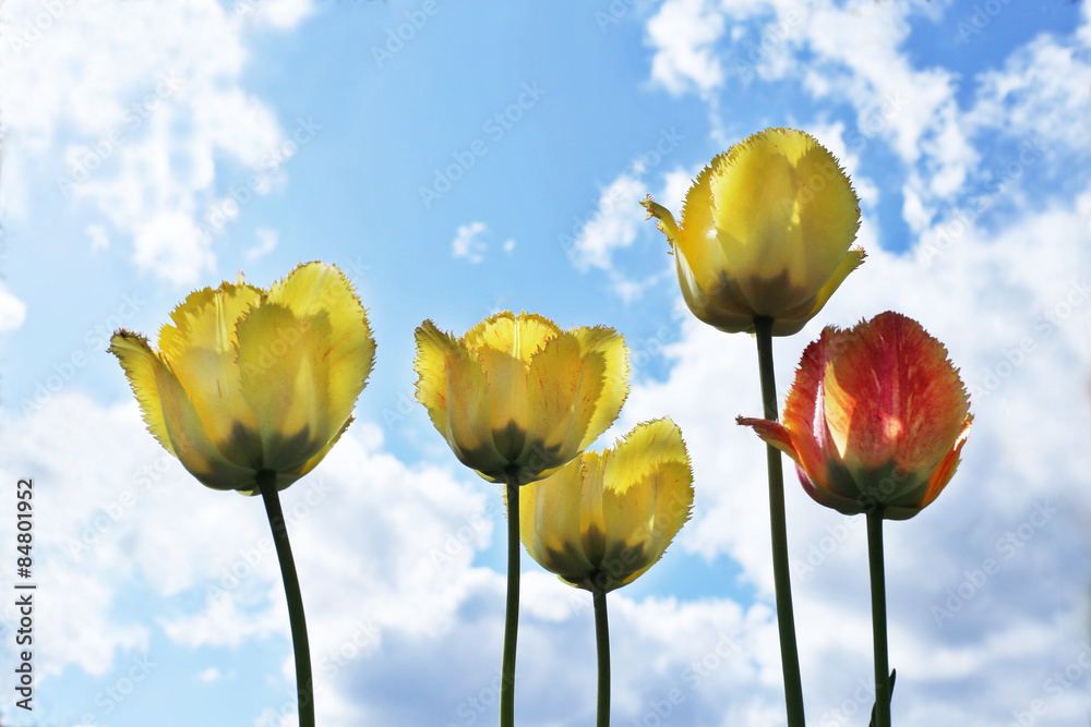Obraz premium Yellow tulips and sky 