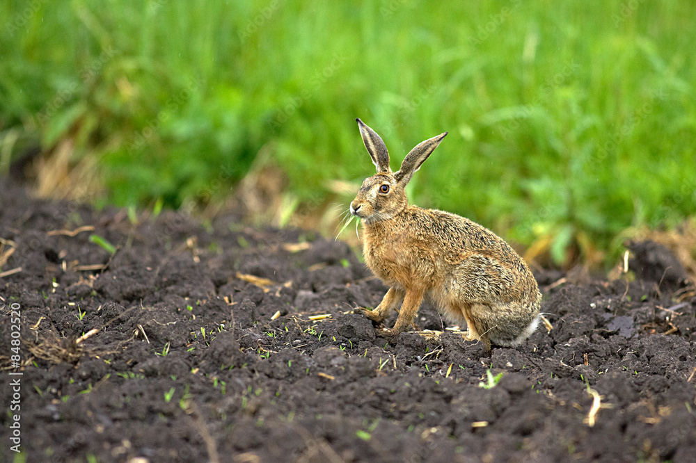 Fototapeta premium Feldhase , Neugireig