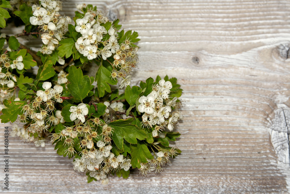 Blumen auf weißem Holzbrett Blumen auf weißem Holzbrett