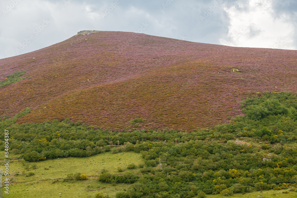 Brezo y retama en flor en el valle de Leitariegos, Asturias Brezo y retama en flor en el valle de Leitariegos, Asturias