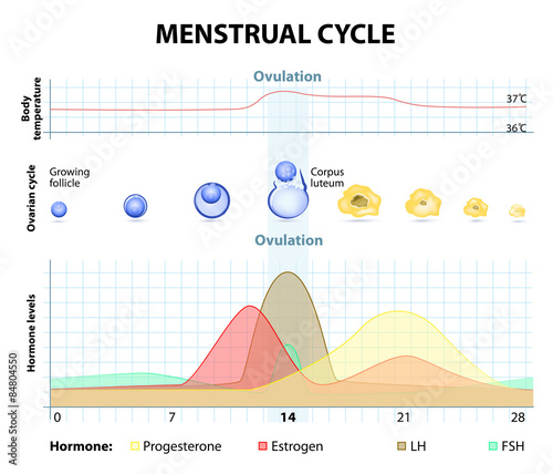 Menstrual cycle