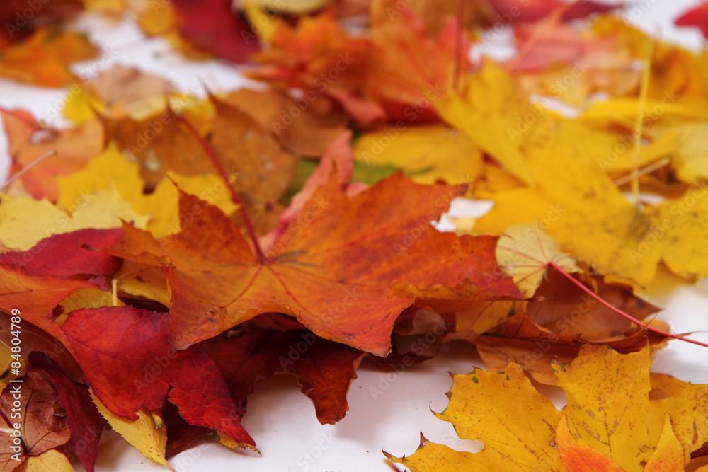 Fototapeta premium autumn leaves background