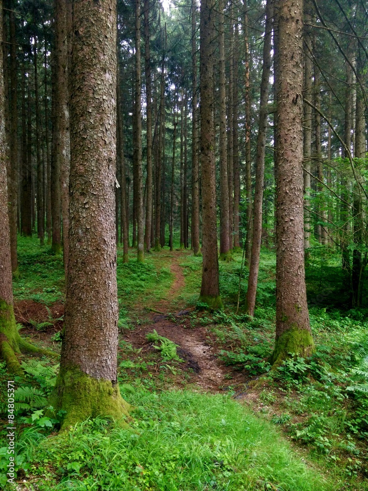 Path in the forest