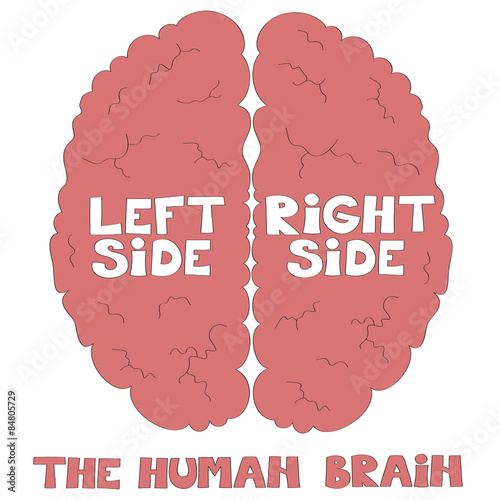The human brain vector illustration 
