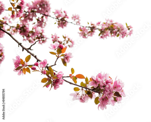 Spring Tree Blossom on white background, close up