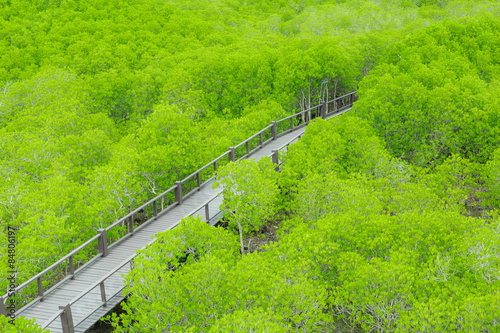 mangrove forest walkway