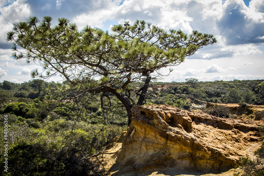 torrey pine tree torrey pine tree