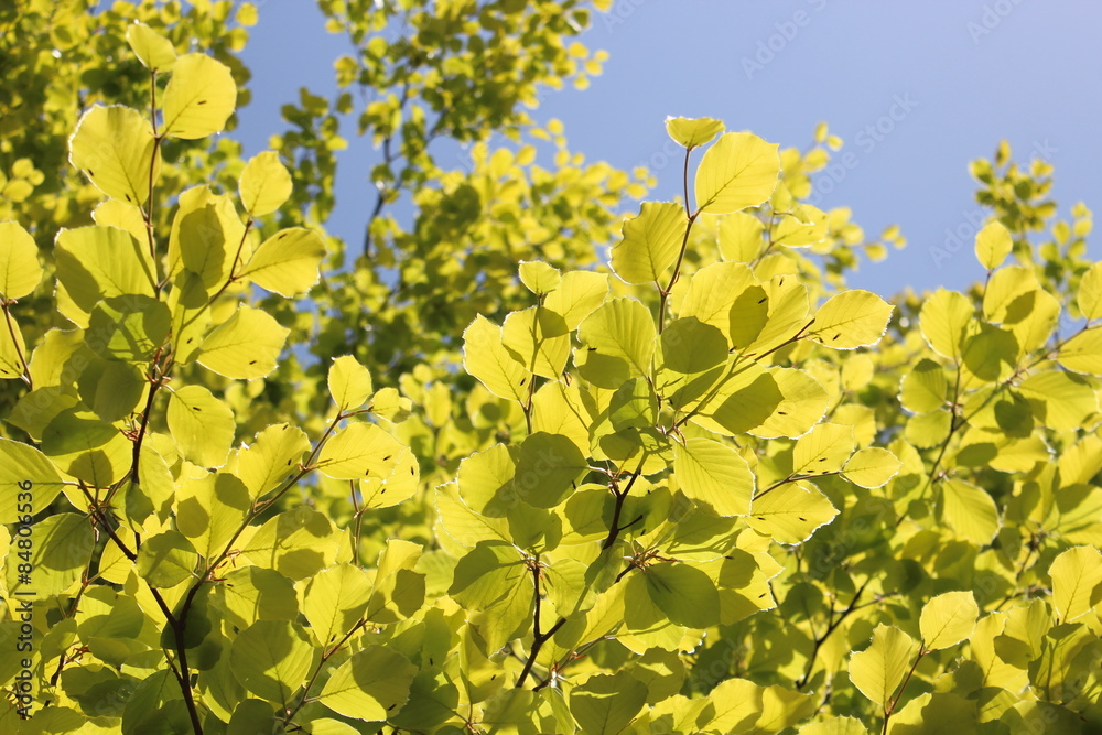 Vivid Green Beech Leaves in Spring, England.