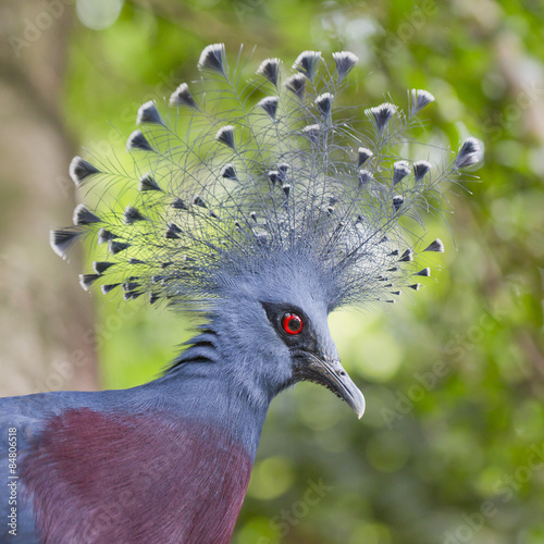 Victoria Crowned Pigeon (Goura victoria) close up