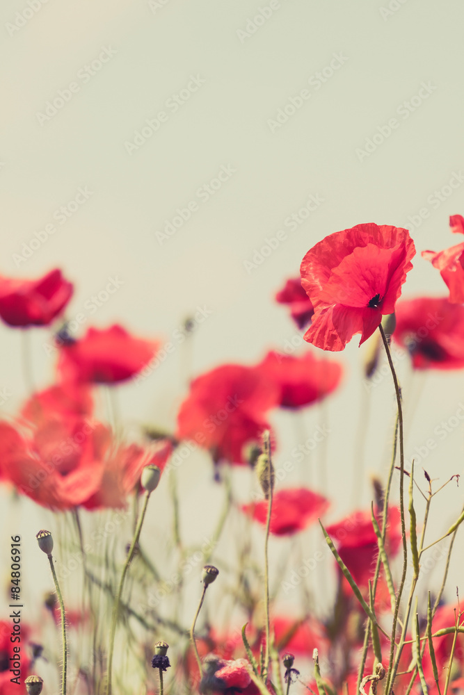 Obraz premium Poppy flowers retro peaceful summer background