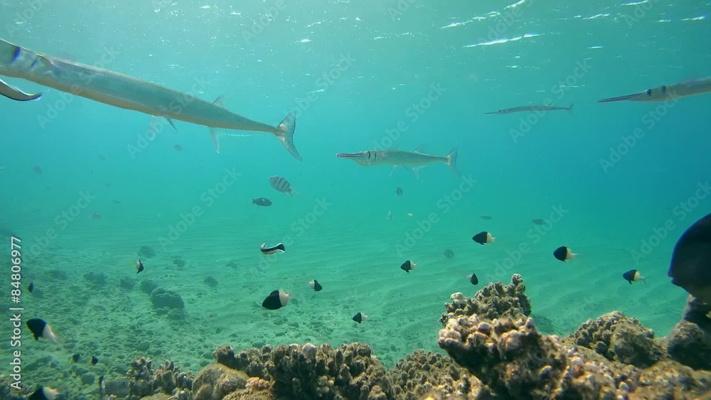 Sabre-toothed blenny cleaning Garfish Sabre-toothed blenny cleaning Garfish