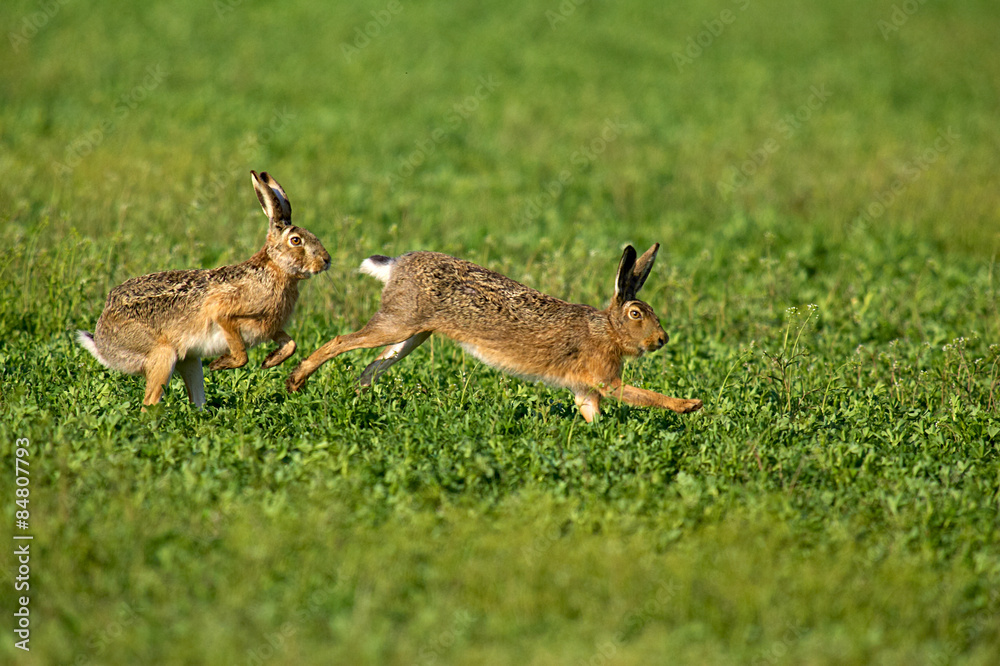 Feldhasen,Hasenpaar Feldhasen,Hasenpaar