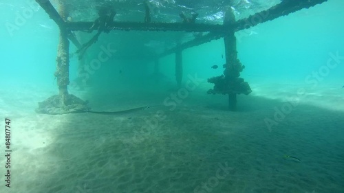 Chinese trumpetfish (Aulostomus chinensis) swimming  photo