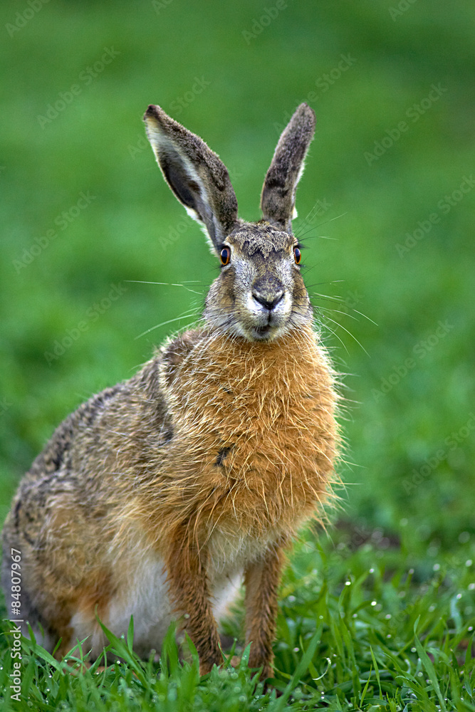 Fototapeta premium Zając brązowy stojący