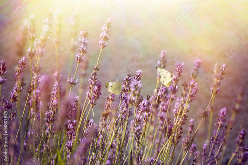 Butterfly on lavender flower